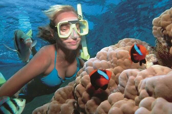 1 Hour Private Snorkeling Activity In Montego Bay - What You’ll See: Coral, Reefs, and Plenty of Fish