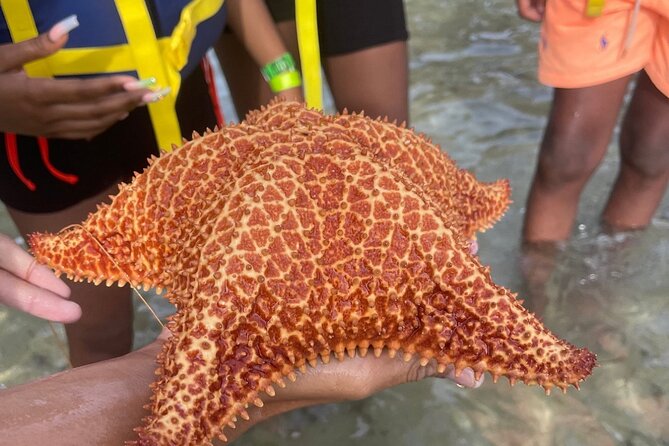 Adventurous-Snorkeling With Sightseeing of Montego Bay - Who should book this tour (and who might skip)