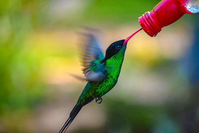 Ahhh Ras Natango Gallery and Garden Private Transfer - Price and value: is $97.44 per person worth it?