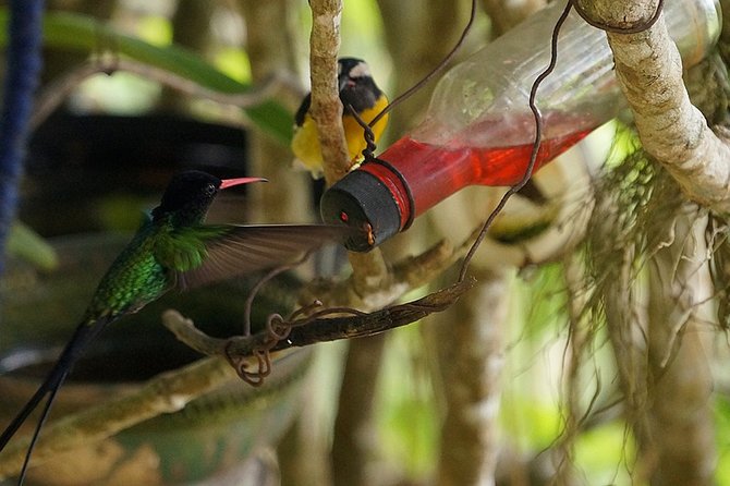 Ahhh Ras Natango Gallery and Garden Private Transfer - Who should book this Montego Bay garden and gallery tour