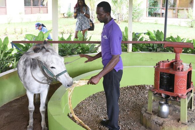 Appleton Estate Rum Factory And YS Falls Inclusive Tours From Montego Bay - YS Falls: seven tiers, safe pools, and those let-me-take-one-more-photo moments