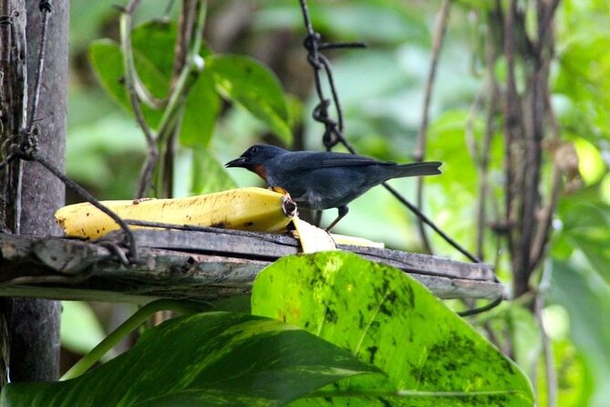 Bird Sanctuary and/or Lethe Bamboo Rafting from Montego Bay - Price and value: is $85.49 per person a good deal?