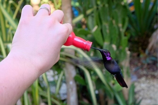 Bird Sanctuary and/or Lethe Bamboo Rafting from Montego Bay - Who this tour fits best (and who might not love it)
