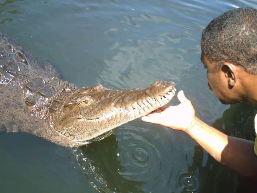 Black River Safari and Ys Falls Tour and Transportation - Pickup, transport, and the comfort of a private-group pace