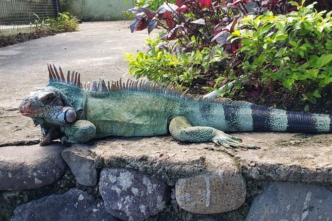 Blue Hole & Konoko Falls Park Combo Tour from Montego Bay - Price and value check: what $150 really covers