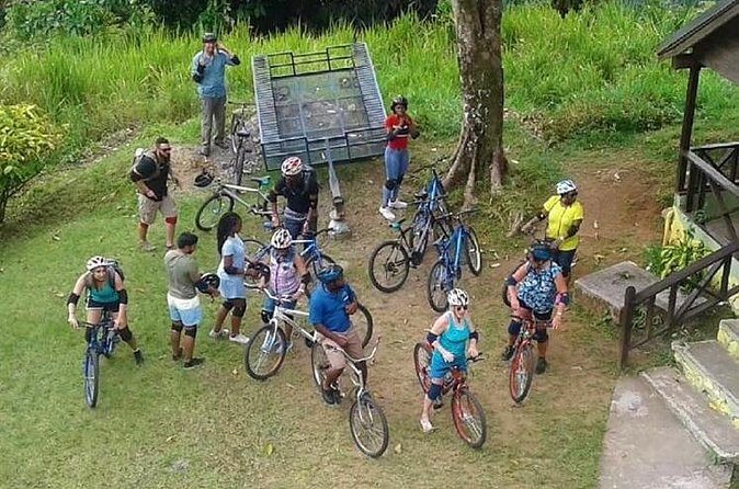 Blue Mountain Bicycle Tour from Montego Bay - Coffee fields: seeing Blue Mountain growing country up close