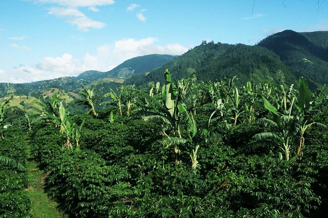 Blue Mountain Coffee, Bob Marley and Art Tour from Montego Bay - Strawberry Hill: an optional viewpoint stop that helps you breathe