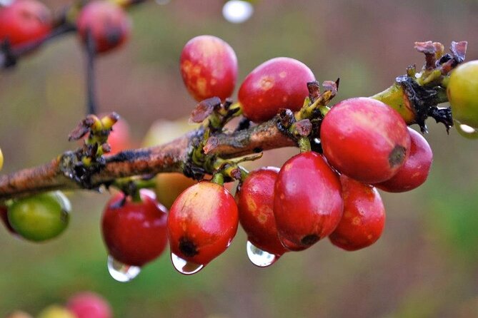 Blue Mountain Coffee, Bob Marley and Art Tour from Montego Bay - The 20-minute farm hike to the hilltop gazebo (and how to handle it)