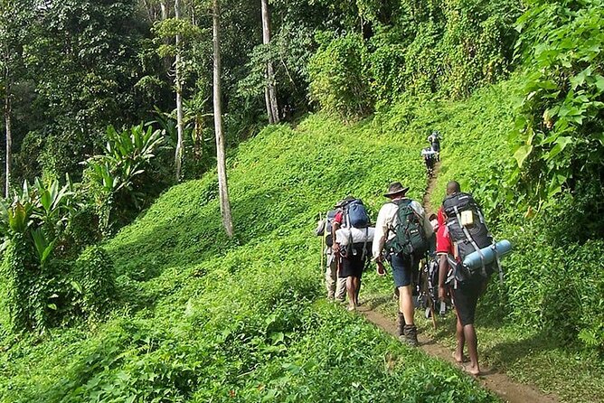 Bush Hiking to explore Wild Plants & Fresh Fruits,Montego Bay - Key highlights worth planning around