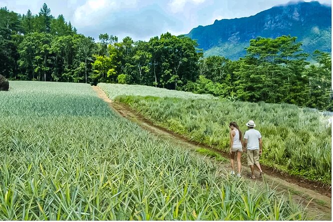 Bush Hiking to explore Wild Plants & Fresh Fruits,Montego Bay - The food moment: in-season fruit, coconut water, and why it feels real