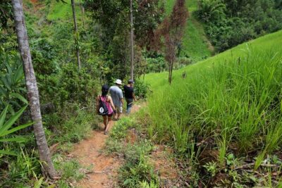 Bush Hiking to explore Wild Plants & Fresh Fruits,Montego Bay - The 1.5-hour bush hike through wild plants and tropical greens