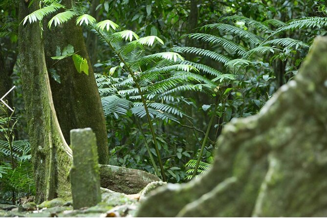 Bush Hiking to explore Wild Plants & Fresh Fruits,Montego Bay - Hills to waterfall: reaching the natural spring and cooling off