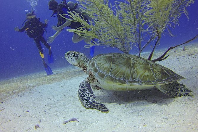 Certified 2-Tank Scuba Diving Tour from Montego Bay - Key things that make this tour worth a look