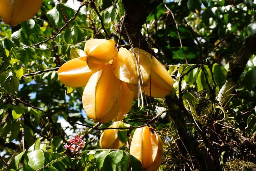 Croydon in the Mountains - Eco Farm Tour with Lunch - Lunch at 12:30 pm: jerk chicken plus the classic sides