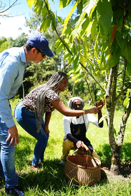 Croydon in the Mountains - Eco Farm Tour with Lunch - Who this tour is best for (and who should think twice)