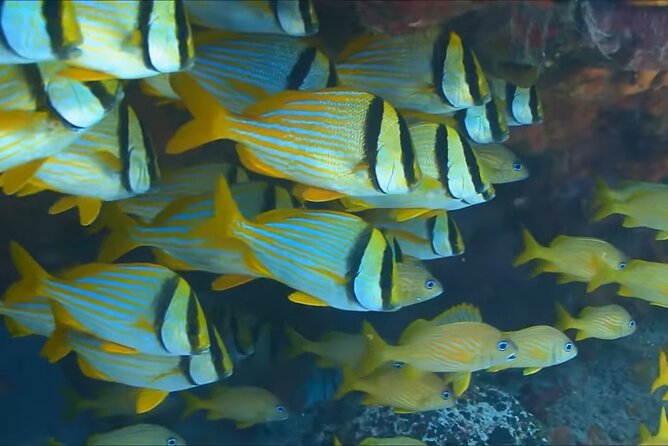 Customize Snorkeling with Option shopping Lunch & Stop local food - Safety Briefing and Gear Fitting Without the Fuss
