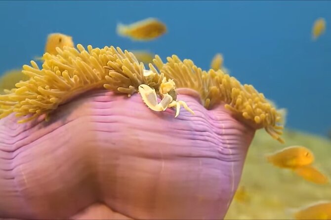 Customize Snorkeling with Option shopping Lunch & Stop local food - What You’ll See Under the Water (and How to Get More From It)