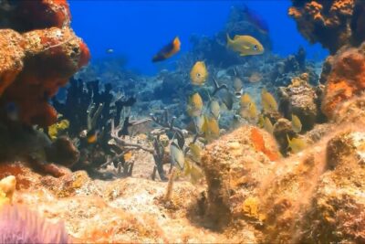 Customize Snorkeling with Option shopping Lunch & Stop local food - The Boat Ride Close to the Reef: Where Your Time Gets Spent