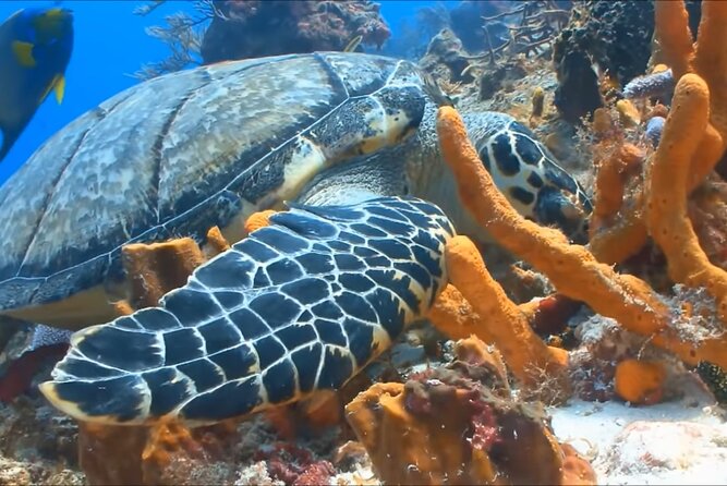 Customize Snorkeling with Option shopping Lunch & Stop local food - Small-Group Feel: A Quiet Trip That Still Works