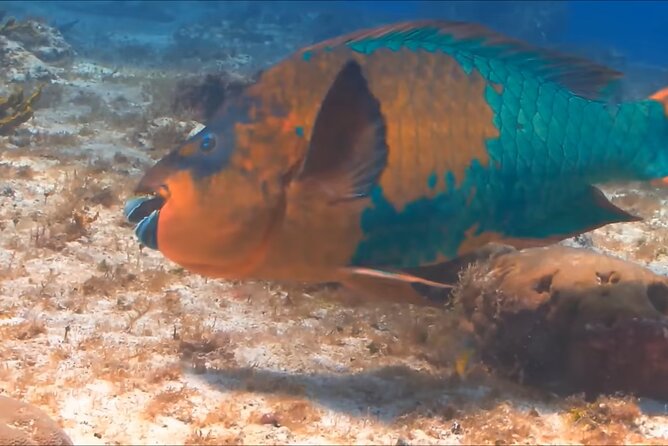 Customize Snorkeling with Option shopping Lunch & Stop local food - Price and Value: Is $65.99 Worth 2.5 Hours?