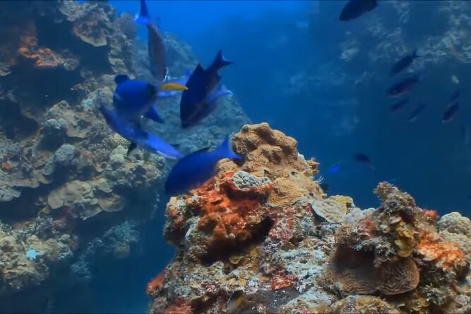 Customize Snorkeling with Option shopping Lunch & Stop local food - Eco-Friendly Practices: Reef Protection Makes the Trip Better
