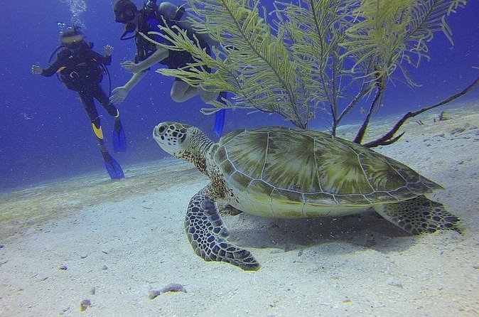 Discover Scuba Diving in Montego Bay - Safety and health requirements that affect real people