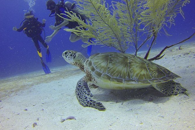 Discover Scuba Diving in Montego Bay - Getting from your hotel to the Sunscape Splash Resort launch area