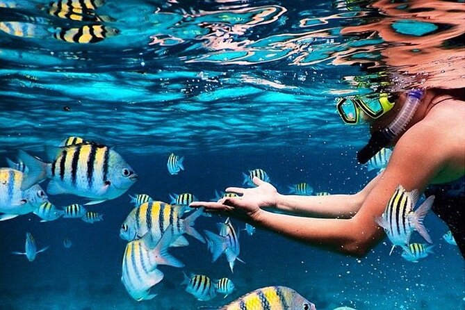 Family Fun-Snorkeling with Lunch Stop from Montego Bay - Key highlights you will feel on the day