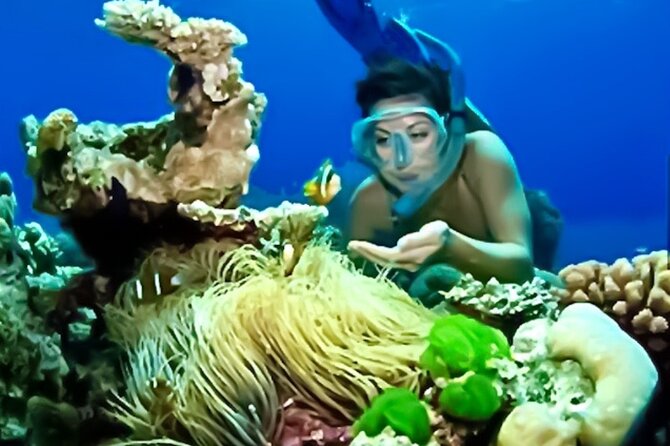 Family Fun-Snorkeling with Lunch Stop from Montego Bay - Practical tips for a smoother snorkeling morning