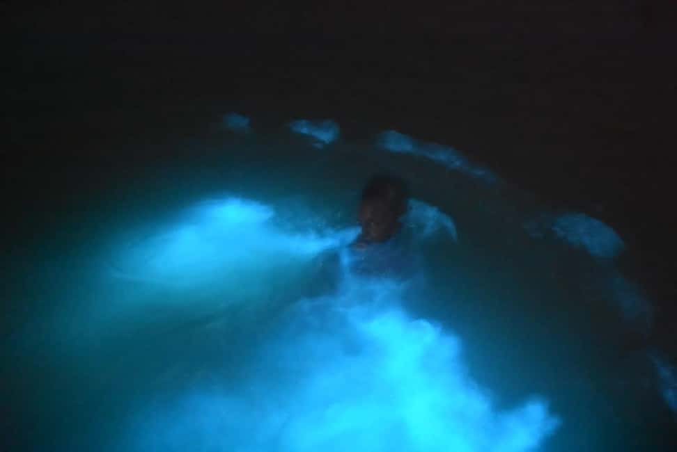 From Montego Bay: Luminous Lagoon Night Tour - Night at Falmouth’s Luminous Lagoon: What You’re Really Seeing
