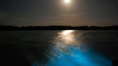 From Montego Bay: Luminous Lagoon Nighttime Boat Tour - The Power Source: How Jamaica’s Glowing Water Works