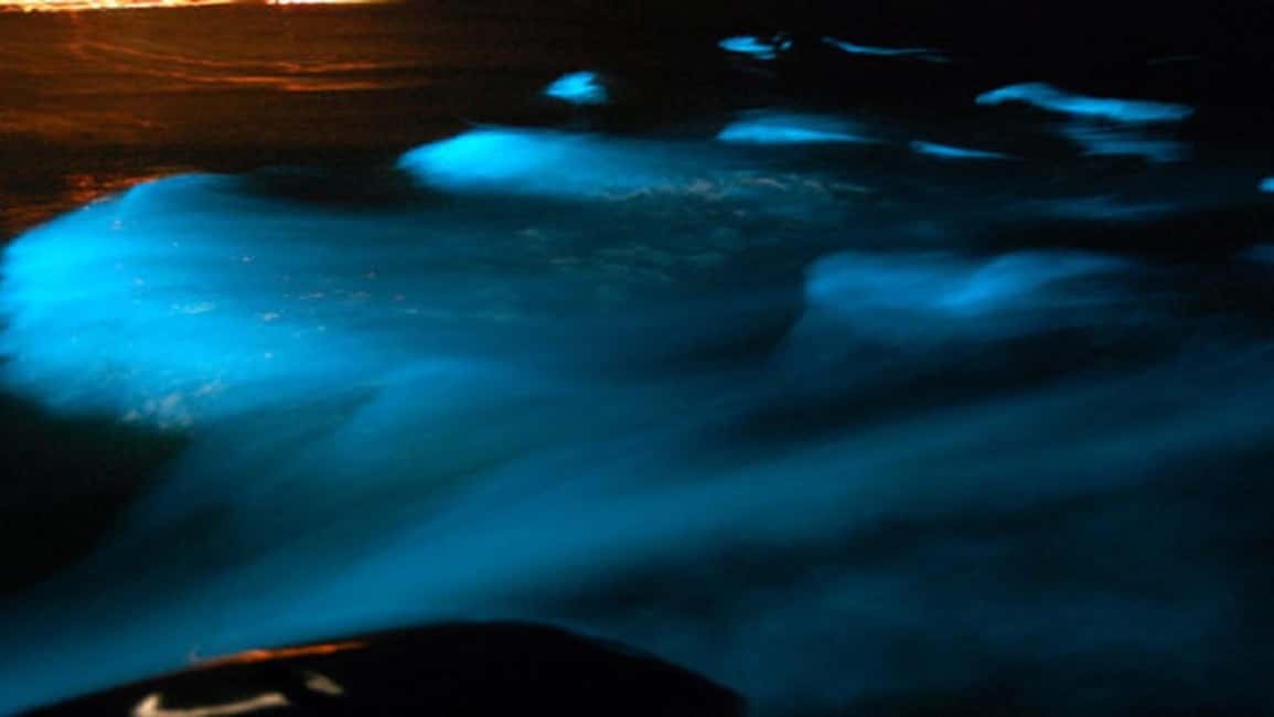 From Montego Bay: Luminous Lagoon Nighttime Boat Tour - The Real Logistics: Timing, Group Size, and Where Your Effort Goes