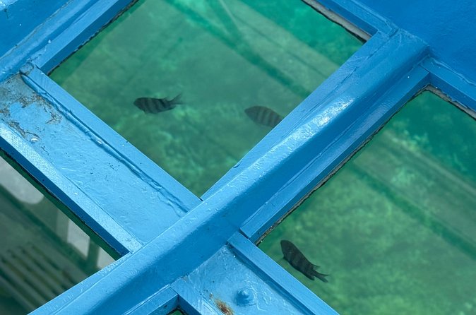 Glass bottom Boat Tour and Snorkeling Experience in Montego Bay - Captain Poly and the comfort factor in the water