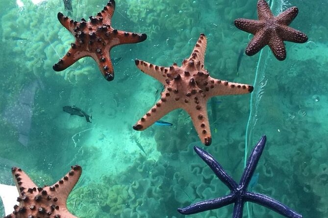 Glass Bottom Boat Water Activity in Montego Bay Jamaica - Montego Bay by Glass: What This Boat Ride Actually Lets You See