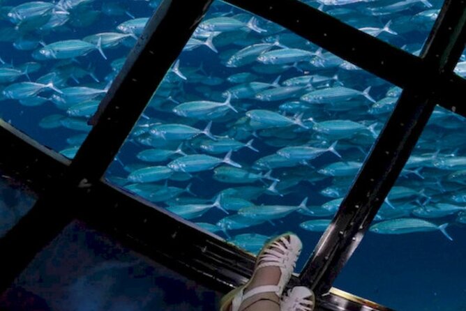Glass Bottom Boat Water Activity in Montego Bay Jamaica - Capt Dan and Trey: Why the Commentary Makes the Difference