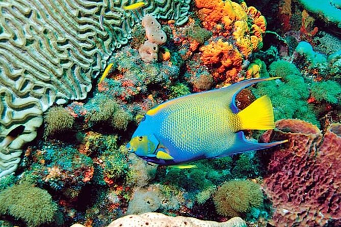 Glass Bottom Boat Water Activity in Montego Bay Jamaica - How the 1 Hour 20 Minutes Fits Into Your Day