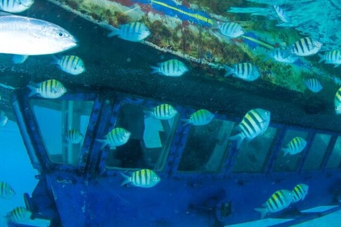 Glass Bottom Boat Water Activity in Montego Bay Jamaica - What to Expect Along the Montego Bay Coast (Before You Even Board)