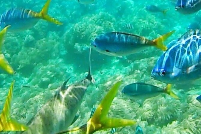 Glass Bottom Boat Water Activity in Montego Bay Jamaica - Price and Value: Why $90 Can Make Sense in Montego Bay