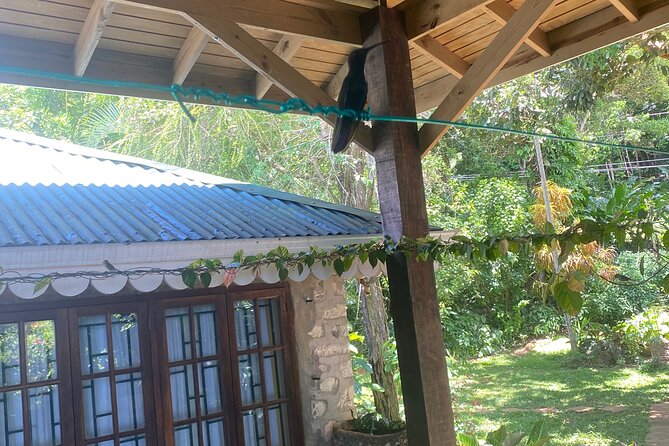 Great River Bamboo Rafting and Bird Sanctuary Combine Tour From Montego Bay - Photo tips for the long-tailed hummingbird and river ride