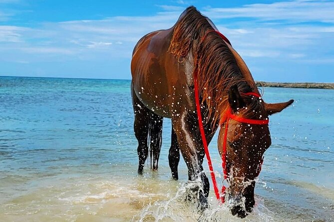 Horseback Ride and Swim Jamaica - The Swim in the Caribbean Sea: Simple, Refreshing, and Guided