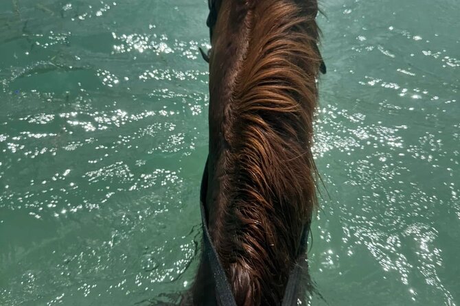 Horseback Riding In The Ocean from Montego Bay Private Transfer - How the day runs: about 4 hours, then back to your pickup