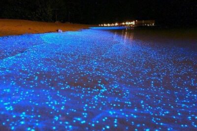 Luminous Lagoon Night-Time Tour from Montego Bay - Your lagoon swim: how to trigger the glow (without stressing)