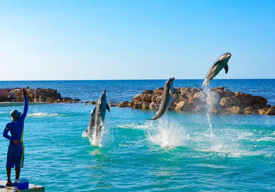 Montego Bay: Dolphin Cove Ocho Rios Day Trip - Montego Bay Pickup to Dolphin Cove: A 7-Hour Day That Starts Easy