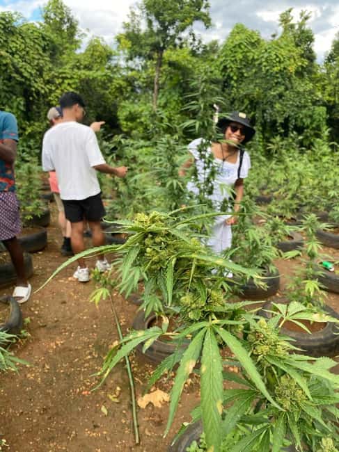 Montego Bay: Marijuana Farm and Bird Sanctuary Tour - A Hands-On Mix of Jamaica’s Herb Farm and an Exotic Bird Sanctuary