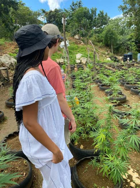 Montego Bay: Marijuana Farm and Bird Sanctuary Tour - Exotic Bird Sanctuary: Petting Time, Plus an Animal-Welfare Reality Check