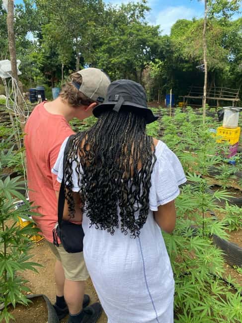 Montego Bay: Marijuana Farm and Bird Sanctuary Tour - Price and Entry Fees: Where Value Gets Made or Lost