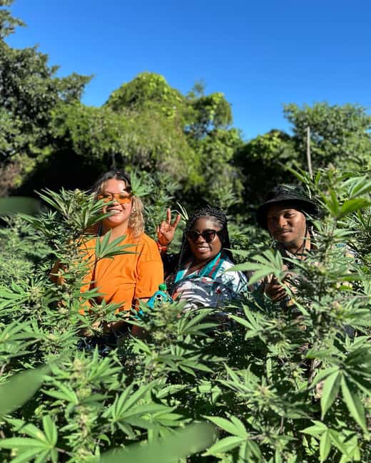 Montego Bay: Marijuana Farm Private Tour with Transportation - Transportation and timing: why the 1–2 hour format works