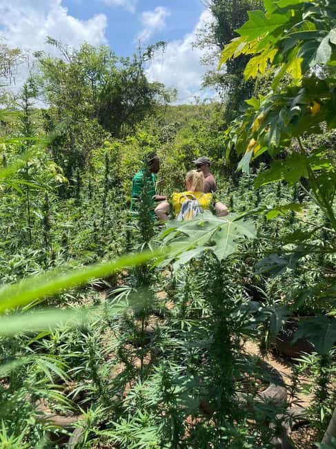 Montego Bay: Marijuana Farm Private Tour with Transportation - Service quality: guides and the overall feel