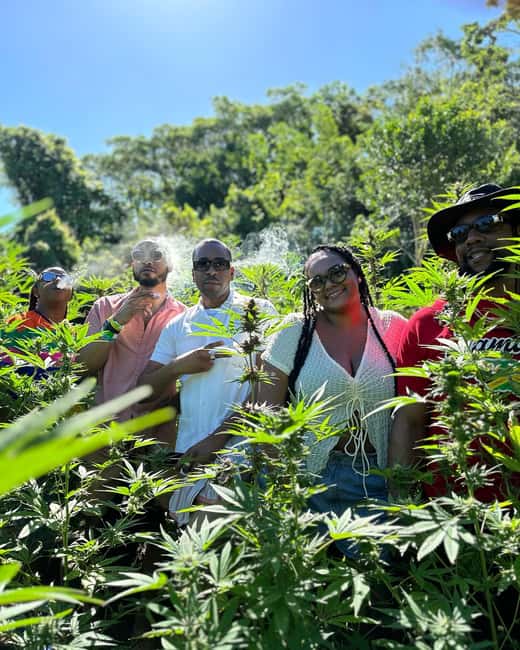 Montego Bay: Marijuana Farm Private Tour with Transportation - The farm tour: history, cultivation, and real plant stages