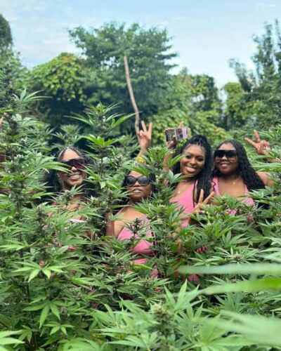 Montego Bay Marijuana Farm Tour - The farm walk: how the tour explains seeding to harvest